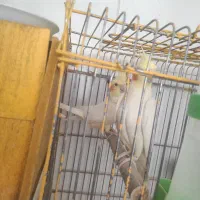 عروس هلندی
