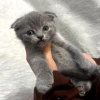 گربه اسکاتیش