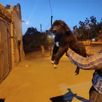 فروش سگ‌
