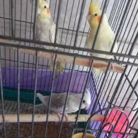 عروس هلندی