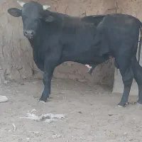 گوساله نر چاق(نوچ