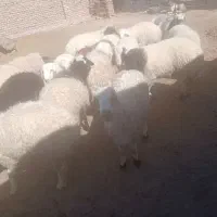بره چاق