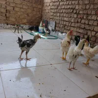 خروس