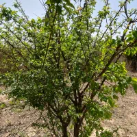 از۵۰۰ متر تا ۲۰۰۰متر زمین ،باغچه سند دار قیصر آباد