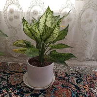 گل طبیعی
