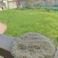 تخم جو و برنج درشت و سرلاشه نیم دانه هاشمی اصل