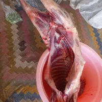 گوشت گوسفندی