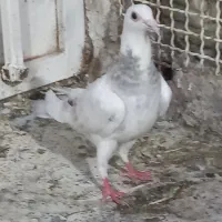 کفتر صید سار . اقون. ساده سیاه