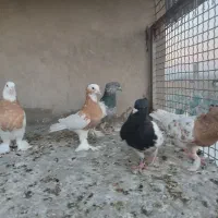 کبوتر بهبونی