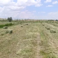 علف یونجه