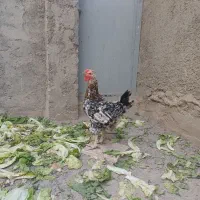 مرغ گلین