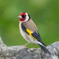 سهره دهن باز شاه تخم