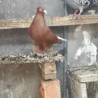 کبوتر دم سفید