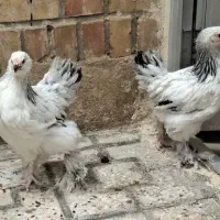 جوجه مرغ و خروس برهما لایت
