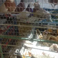 کبوتر دورگ طوقی و دم سفید