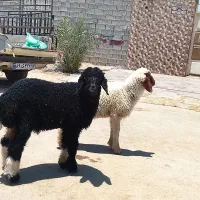 2عدد بره نر دوتاشون نر هستند درجه یک