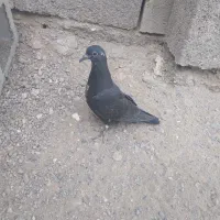 کفتر|پرنده|میناب, |دیوار