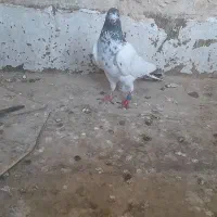 کفتر