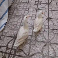 فروش اردک