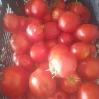 گوجه ربی طلا