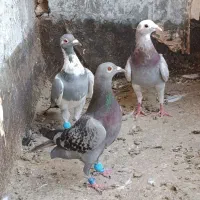 جوجه