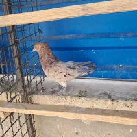 کبوتر  سرور  نر ماده زرد