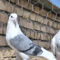 کبوتر پرشی