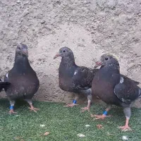 کبوتر پلاکی