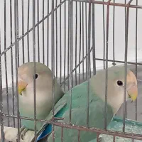 کوتوله برزیلی طوطی برزیلی