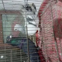 کبوتر جفتگاهی و پرشی