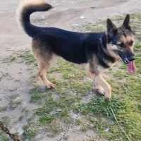 سگ ژرمن ۹ماهه