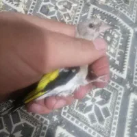 جوجه سهره سبیل زده