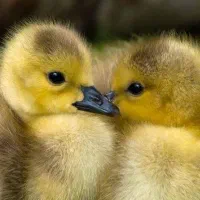 جوجه غاز رسمی