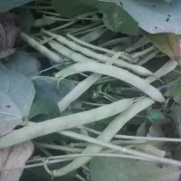 لوبیا درختی و خورشتی کیلویی ۱۵۰