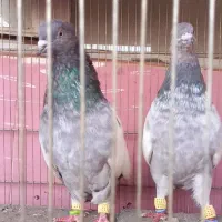 سینه سبز