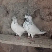 کبوتر تهرانی پرش بالا
