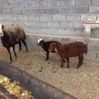 کشتار بره