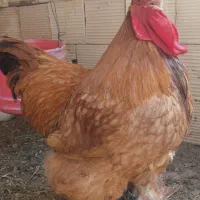 مرغ و خروس  گلین وبرهما