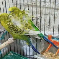 مرغ عشق پروانه ای و کتوله برزیلی