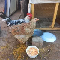 مرغ و خروس نژاد دار ،جوان ،