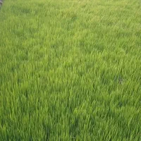 تولکی عنبربو(چلتوک)