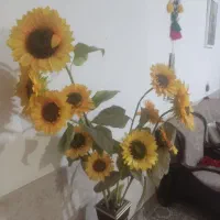 گل آفتابگردون