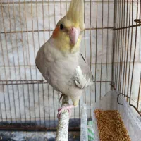 عروس هلندی