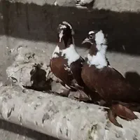 ککلی بالا