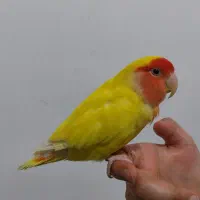 کوتوله کاملا دستی دستی وابسته خیلی آروم ناز