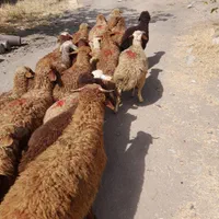 انواع دام های سبک و سنگین زنده