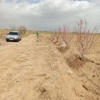 معاوضه-باخودرو