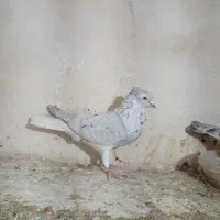 سار دم سفید