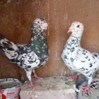 کبوتر