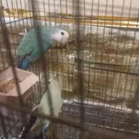 فروش پرنده عروس هلندی و طوطی برزیلی